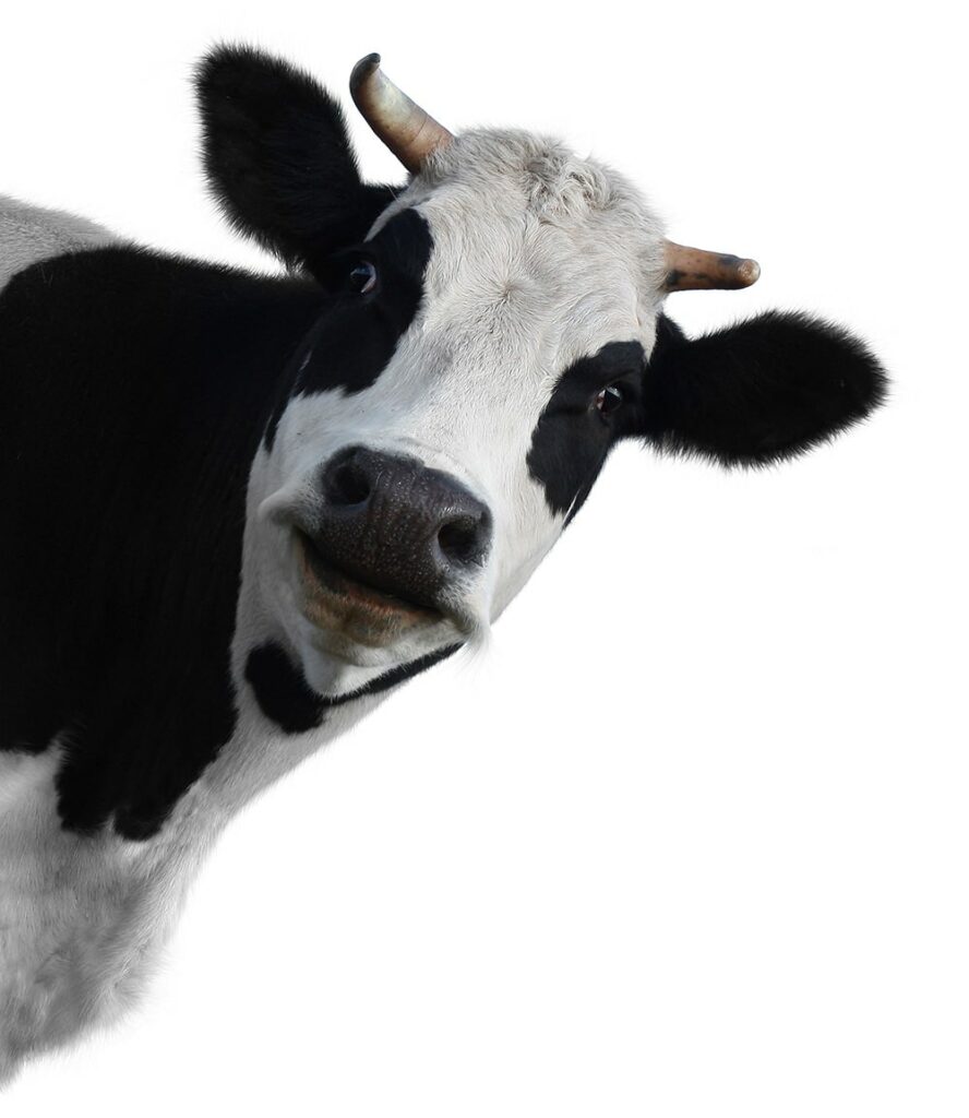 sì è una mucca che ti guarda.